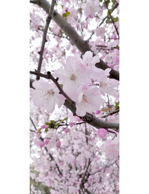 汽车1+x证书 汽车1+x证书含金量高吗